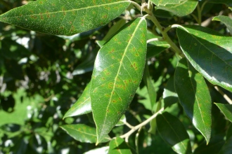 Quercus ilex Leaf (19/09/2015, Kew Gardens, London)