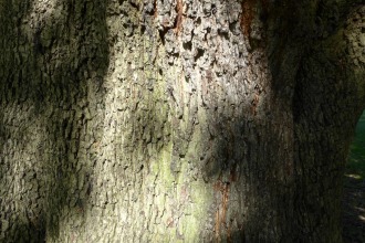 Quercus ilex Mature Bark (19/09/2015, Kew Gardens, London)