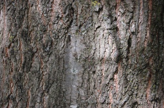 Quercus texana Bark (15/08/15, Kew Gardens, London)