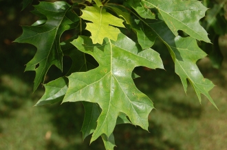 Quercus texana Leaf (15/08/15, Kew Gardens, London)