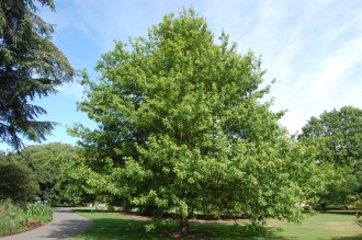 Quercus texana (15/08/15, Kew Gardens, London)