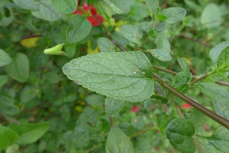 Salvia microphylla Leaf (04/10/2015, Kingston Maurward Gardens, Dorchester)