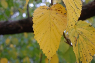 Davidia involucrata Autumn Leaf (08/11/2015, Kew Gardens, London)