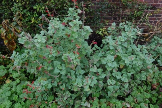 Salvia darcyi (08/11/2015, Kew gardens, London)