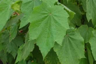 Sparrmannia africana Leaf (08/11/2015, Kew Gardens, London)