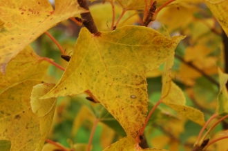 Liquidambar formosana Autumn Leaf (07/12/2015, Kew Gardens, London)